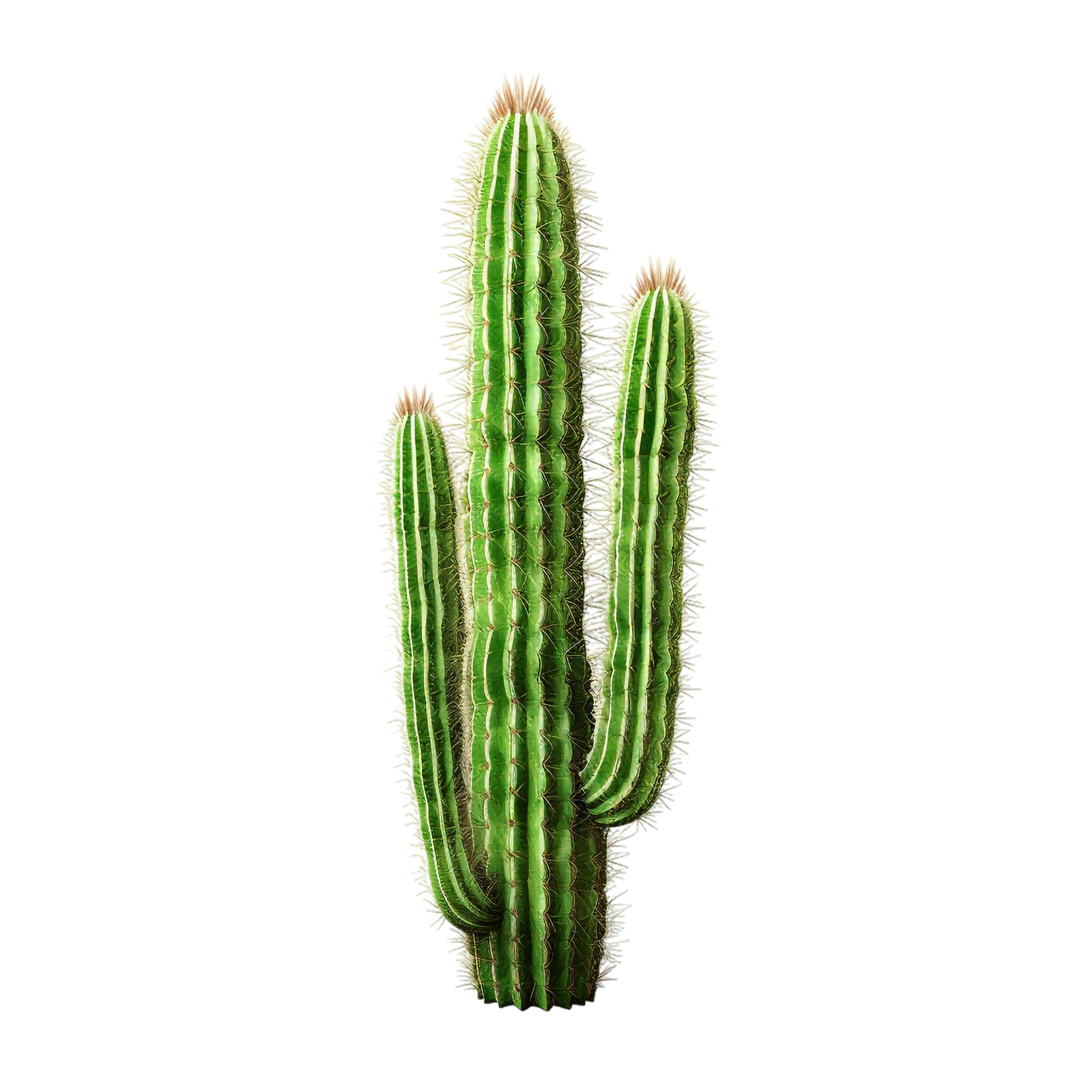 cactus (Vecteezy.com)